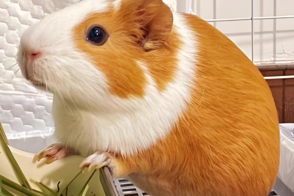 荷兰猪不吃东西的原因，可能是牙齿过长所致