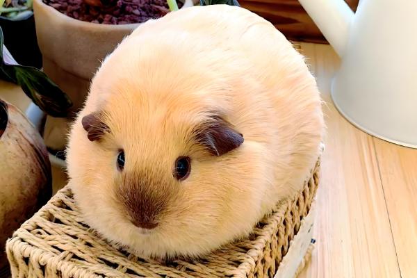 荷兰猪不吃东西的原因，可能是牙齿过长所致