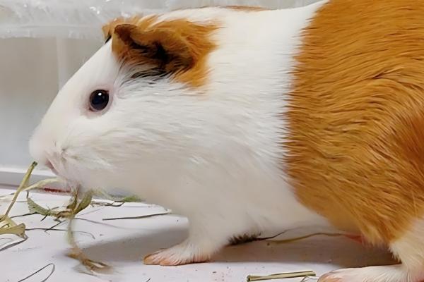 荷兰猪不吃东西的原因，可能是牙齿过长所致