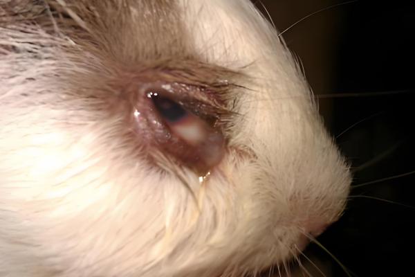 荷兰猪不吃东西的原因，可能是牙齿过长所致