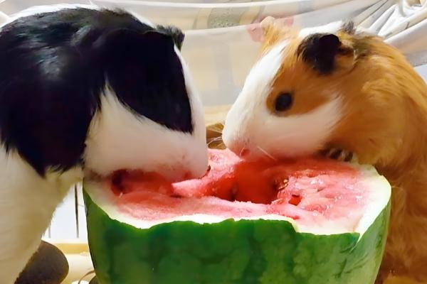 荷兰猪不吃东西的原因，可能是牙齿过长所致