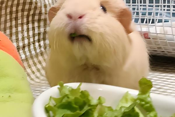 荷兰猪不吃东西的原因，可能是牙齿过长所致