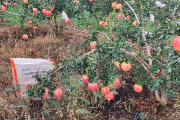 石榴树什么时间施肥，3月中下旬追施萌芽肥