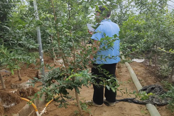 石榴树什么时间施肥，3月中下旬追施萌芽肥