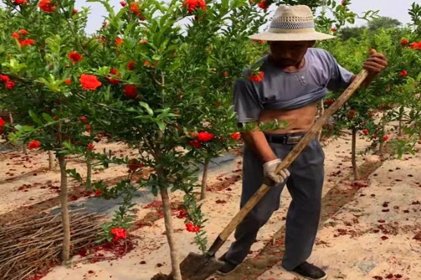 石榴树什么时间施肥，3月中下旬追施萌芽肥
