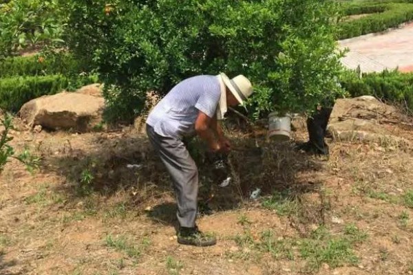 石榴树什么时间施肥，3月中下旬追施萌芽肥