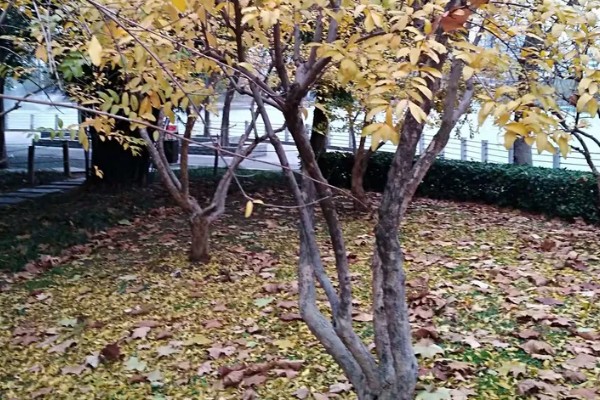 石榴树什么时间施肥，3月中下旬追施萌芽肥