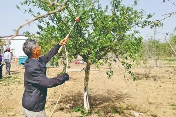 石榴树什么时间施肥，3月中下旬追施萌芽肥