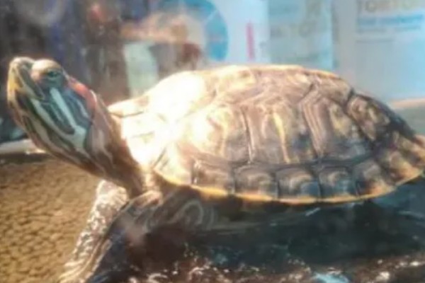 巴西龟壳发黄怎么办,可增加光照并适当投喂