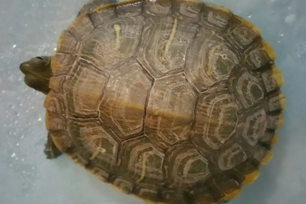 巴西龟壳发黄怎么办,可增加光照并适当投喂