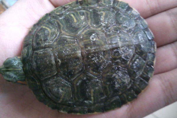 巴西龟壳发黄怎么办,可增加光照并适当投喂