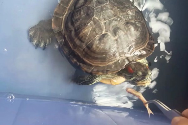 巴西龟壳发黄怎么办,可增加光照并适当投喂