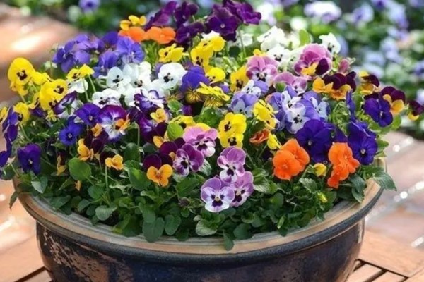 蝴蝶花的开花时间,花期为4-5月份