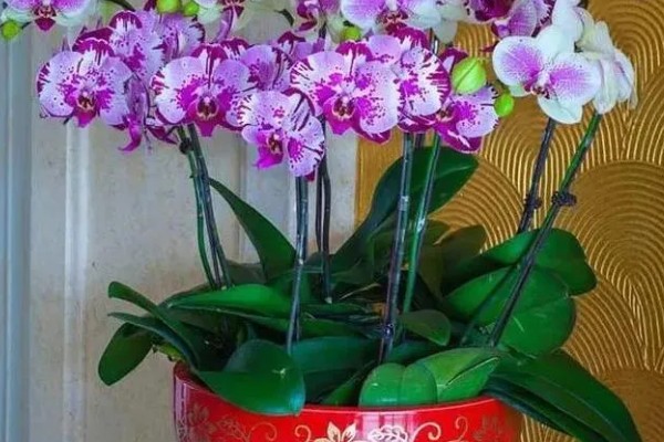 蝴蝶花的开花时间,花期为4-5月份