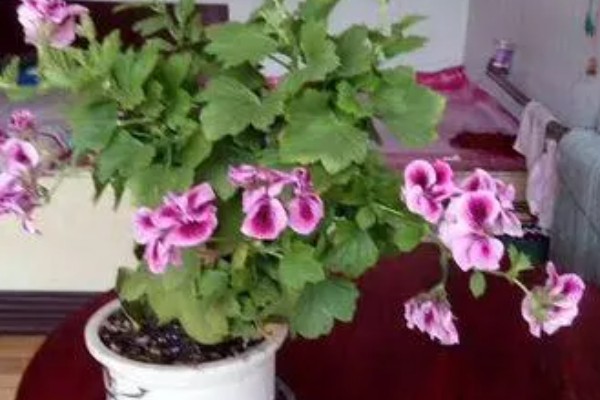 蝴蝶花的开花时间,花期为4-5月份