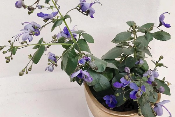 蝴蝶花的开花时间,花期为4-5月份