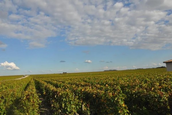 葡萄没有花穗的处理方法，需减少枝干并适量施肥