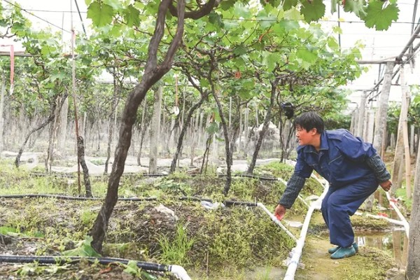 葡萄没有花穗的处理方法，需减少枝干并适量施肥