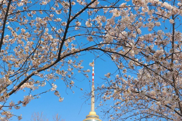 玉渊潭樱花的花期，早樱会在3月中下旬绽放盛开