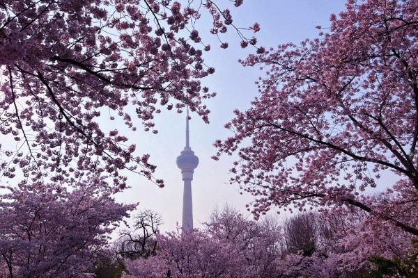 玉渊潭樱花的花期，早樱会在3月中下旬绽放盛开