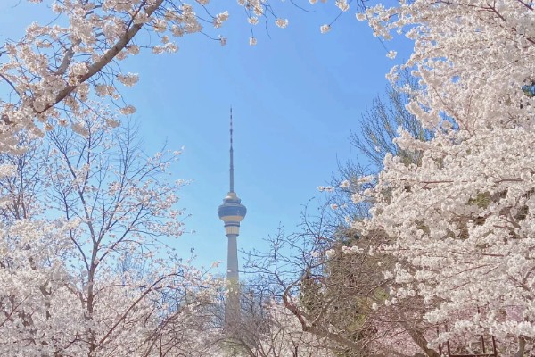玉渊潭樱花的花期，早樱会在3月中下旬绽放盛开