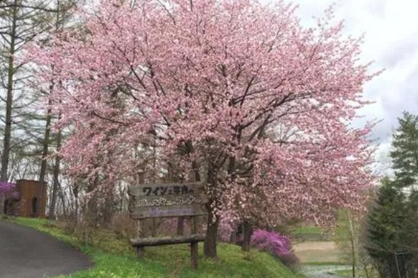 玉渊潭樱花的花期，早樱会在3月中下旬绽放盛开