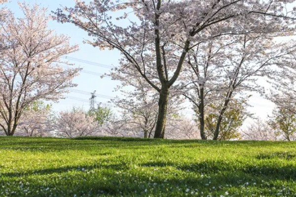 玉渊潭樱花的花期，早樱会在3月中下旬绽放盛开