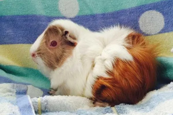 荷兰猪惊吓过度有什么表现,可能出现心跳加速、呼吸困难等情况