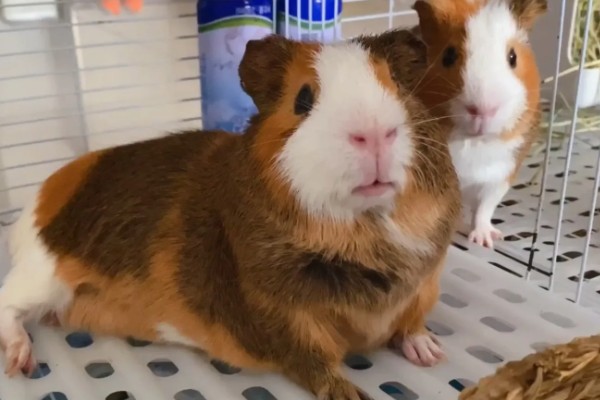 荷兰猪惊吓过度有什么表现,可能出现心跳加速、呼吸困难等情况