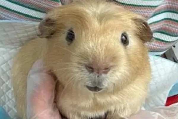 荷兰猪惊吓过度有什么表现,可能出现心跳加速、呼吸困难等情况