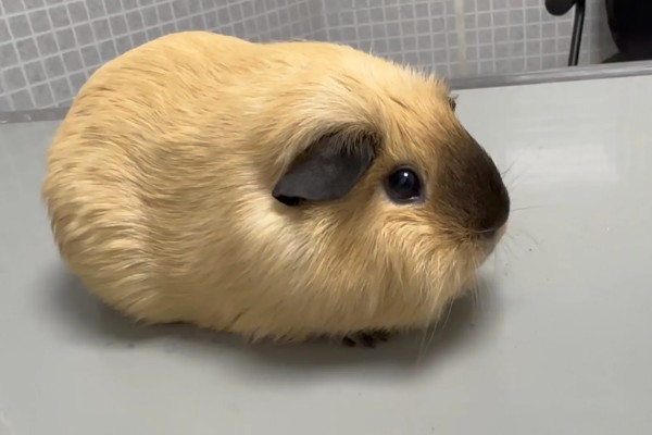 荷兰猪惊吓过度有什么表现,可能出现心跳加速、呼吸困难等情况