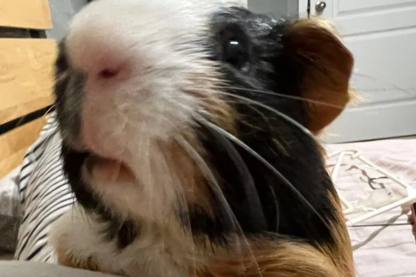 荷兰猪惊吓过度有什么表现,可能出现心跳加速、呼吸困难等情况