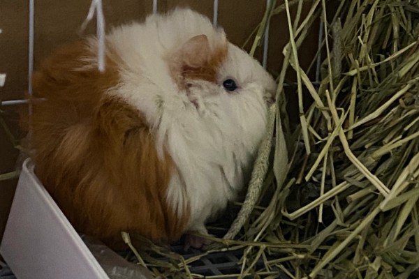 荷兰猪惊吓过度有什么表现,可能出现心跳加速、呼吸困难等情况