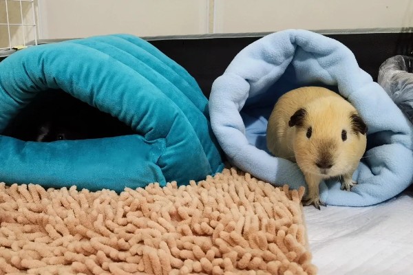 荷兰猪惊吓过度有什么表现,可能出现心跳加速、呼吸困难等情况