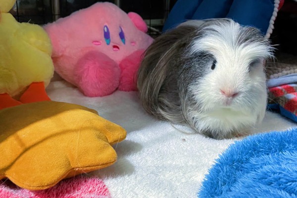 荷兰猪惊吓过度有什么表现,可能出现心跳加速、呼吸困难等情况