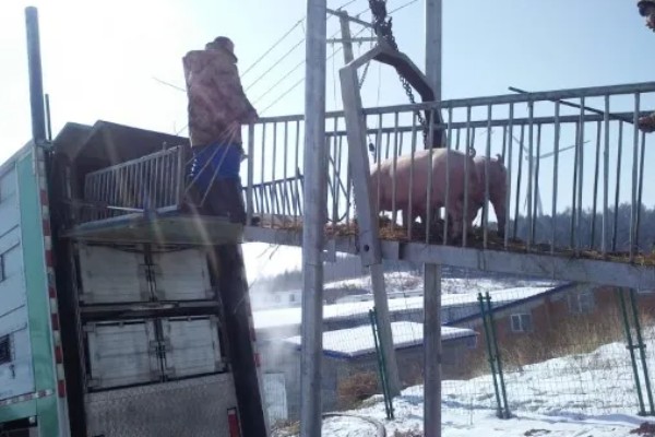 猪场有非瘟能不能熬过去，熬过去的几率不大