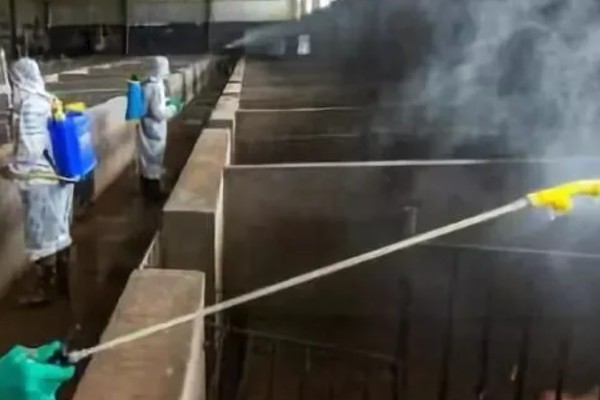 猪场有非瘟能不能熬过去，熬过去的几率不大