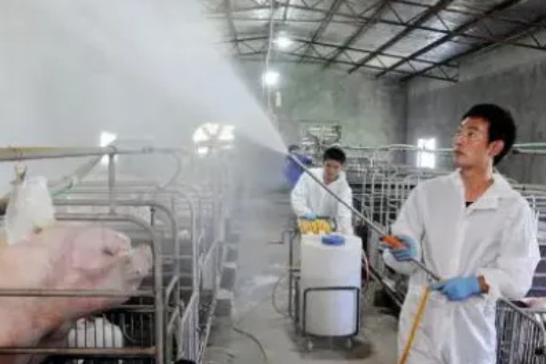 猪场有非瘟能不能熬过去，熬过去的几率不大