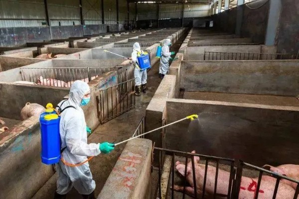 猪场有非瘟能不能熬过去，熬过去的几率不大