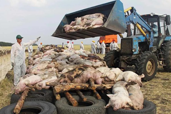 猪场有非瘟能不能熬过去，熬过去的几率不大