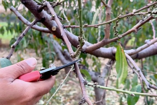 桃树的摘心方法，将新梢顶部的幼嫩和芽叶去除