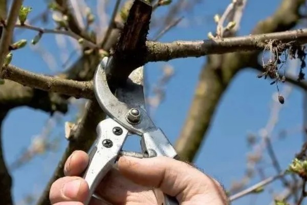 桃树的摘心方法，将新梢顶部的幼嫩和芽叶去除