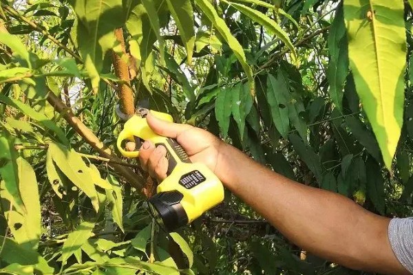 桃树的摘心方法，将新梢顶部的幼嫩和芽叶去除