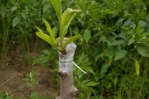 桃树的摘心方法，将新梢顶部的幼嫩和芽叶去除
