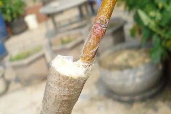 桃树的摘心方法，将新梢顶部的幼嫩和芽叶去除