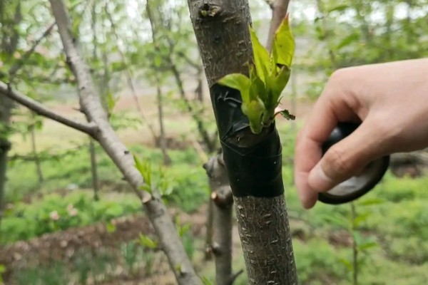 桃树的摘心方法，将新梢顶部的幼嫩和芽叶去除