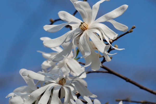 星花玉兰在哪个季节开，在春季3-4月开放