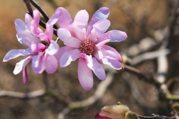 星花玉兰在哪个季节开，在春季3-4月开放