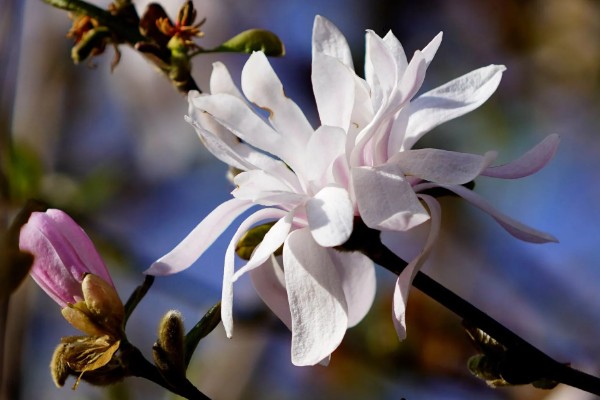 星花玉兰在哪个季节开，在春季3-4月开放