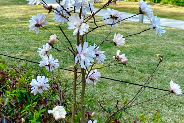 星花玉兰在哪个季节开，在春季3-4月开放